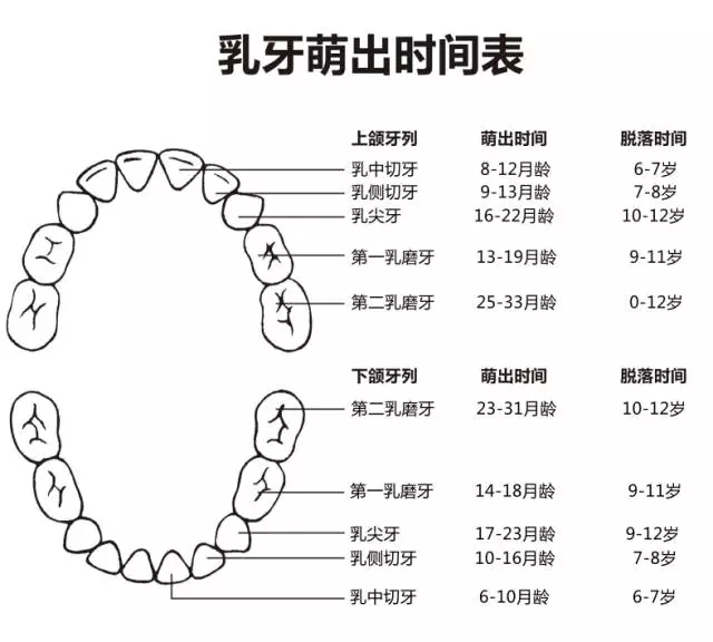 尚佳專(zhuān)業(yè)月嫂丨何時(shí)長(zhǎng)牙才算正常？